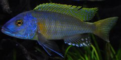 buccochromis rhoadesii yellow