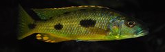 exochochromis anagenys