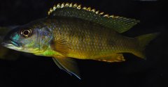 exochochromis anagenys