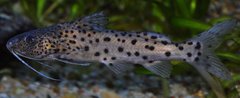 synodontis njassae