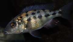 fossorochromis rostratus