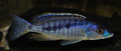 mylochromis gracilis