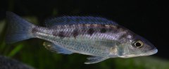 mylochromis gracilis