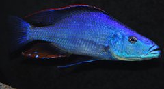 dimidiochromis compressiceps