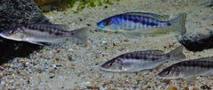 mylochromis gracilis