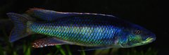 champsochromis caeruleus