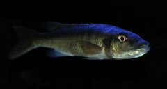 champsochromis caeruleus