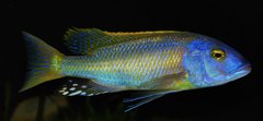 buccochromis rhoadesii yellow