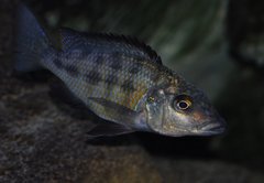 fossorochromis rostratus