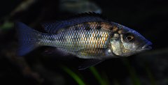 fossorochromis rostratus