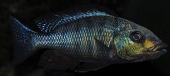 fossorochromis rostratus