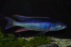 champsochromis caeruleus