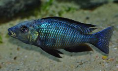 fossorochromis rostratus