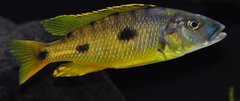 exochochromis anagenys