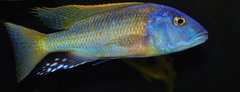 buccochromis rhoadesi yellow