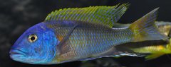 buccochromis rhoadesi yellow