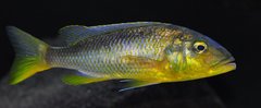 buccochromis rhoadesi yellow