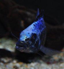 fossorochromis rostratus