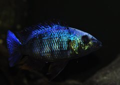 fossorochromis rostratus