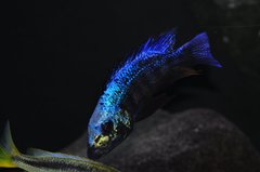 fossorochromis rostratus