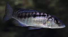 mylochromis gracilis