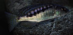 mylochromis gracilis