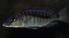 mylochromis gracilis