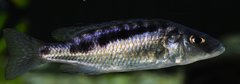 mylochromis gracilis