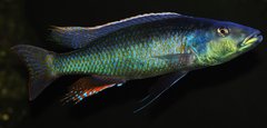 champsochromis caeruleus