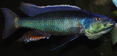 champsochromis caeruleus