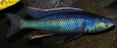 champsochromis caeruleus