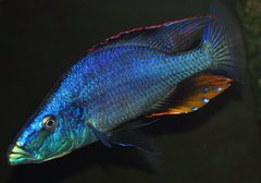 dimidiochromis compressiceps