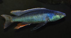 champsochromis caeruleus