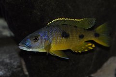 exochochromis anagenys