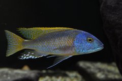 buccochromis rhoadesi yellow