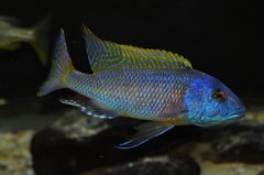 buccochromis rhoadesi yellow