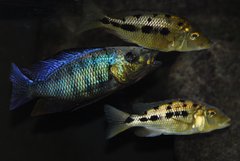 fossorochromis rostratus