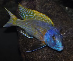 buccochromis rhoadesi yellow