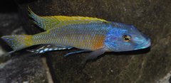 buccochromis rhoadesi yellow