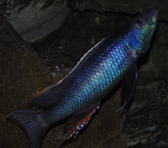 champsochromis caeruleus