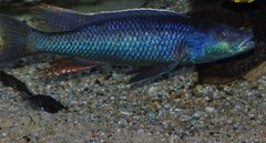 champsochromis caeruleus