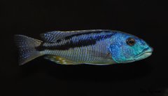 aristochromis christyi