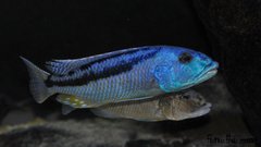 aristochromis christyi