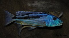 aristochromis christyi