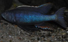 champsochromis caeruleus