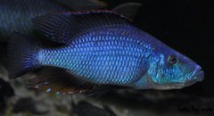 dimidiochromis compressiceps