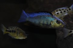 fossorochromis rostratus