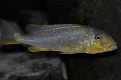 buccochromis rhoadesi yellow