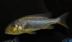 buccochromis rhoadesi yellow