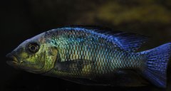 fossorochromis rostratus